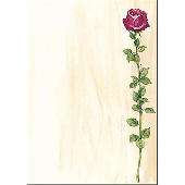 Sigel Motiv-Papier Rose Bloom/DP695 A4 90 g Inh.25