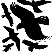 Avery Zweckform Warnvögel/4485 28 x 18/8 x 5,5 cm schwarz wetterfest